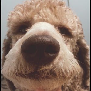 Meet your Posher, Jenny